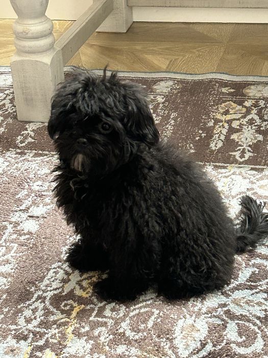 Мальтипу 5 месяцеы