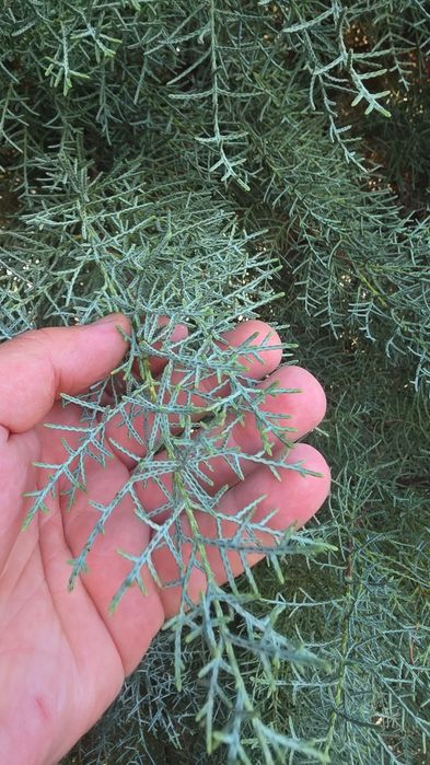 Cupressus Arizonica Fastigiata