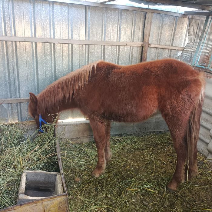 Продам кобылешку