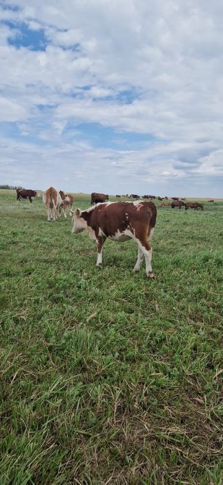 Крс от астаны 160 км