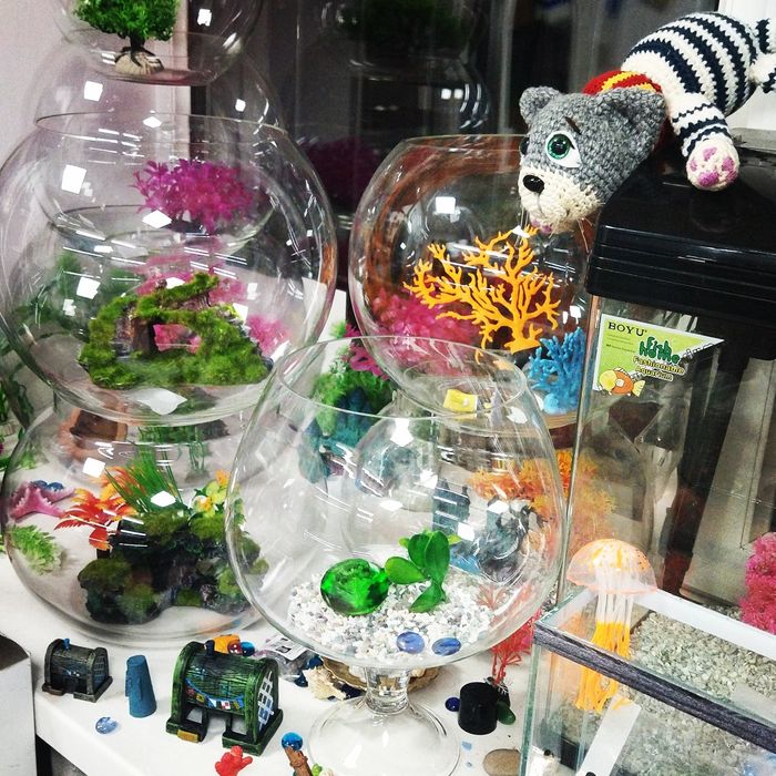 Рыбка петушок ,р-н Орбита