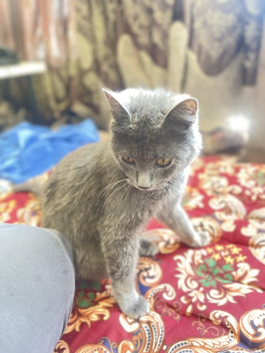 british strayt toza qon aqilli hojatga ozi boradi qolga orgatilgan ogi