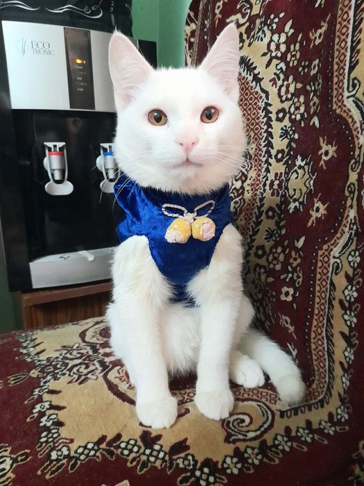 Отдам даром кота Барсик