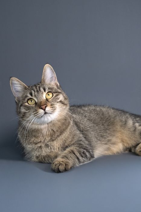 Кошечка Мышка в добрые руки.