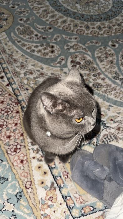 кошка британская