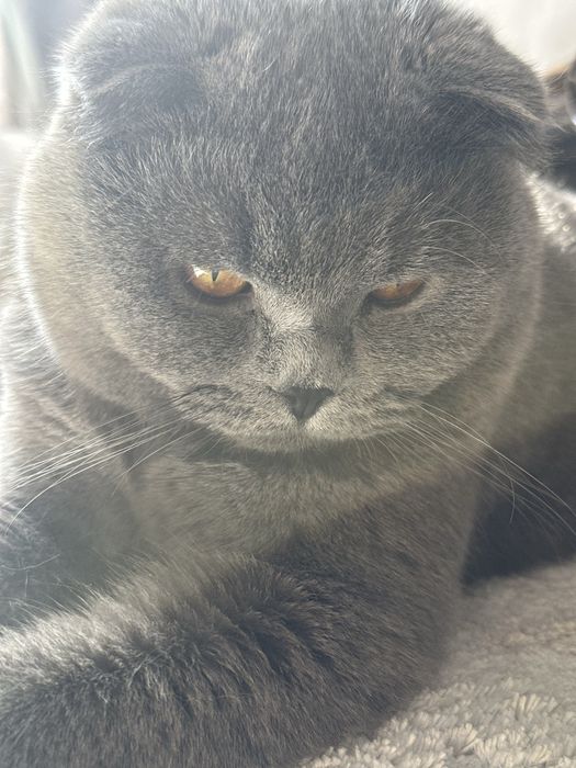 Потерялся кот, нашедшему гарантировано есть вознограждение большое