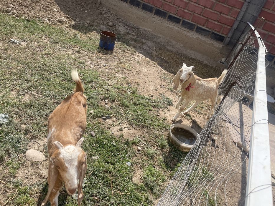 Ешкі лағымен козел с козленком