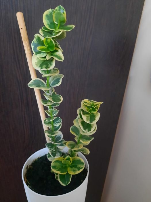 Цветок Карисса-вар.