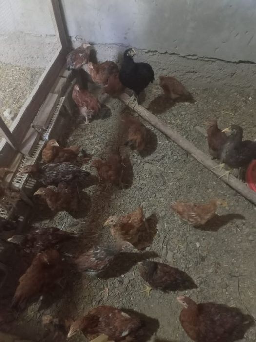 Домашние куры несушки!