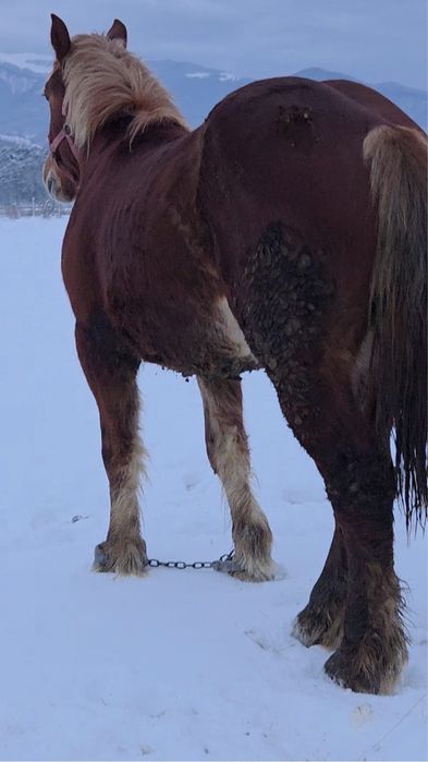 Vand manz de 1 an si 4 luni