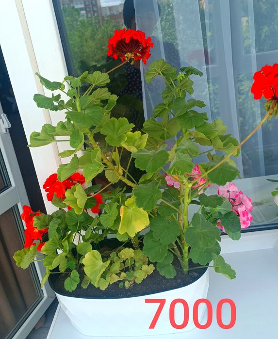 Продается большая комнатная пальма