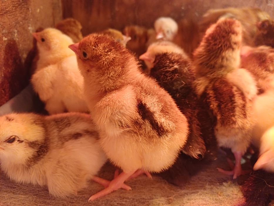 Продам суточных цыплят