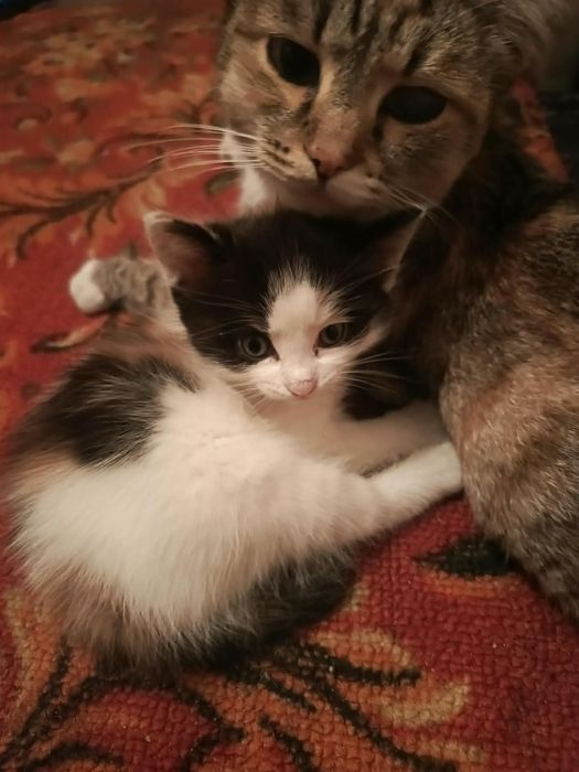 Отдам домашнего котенка