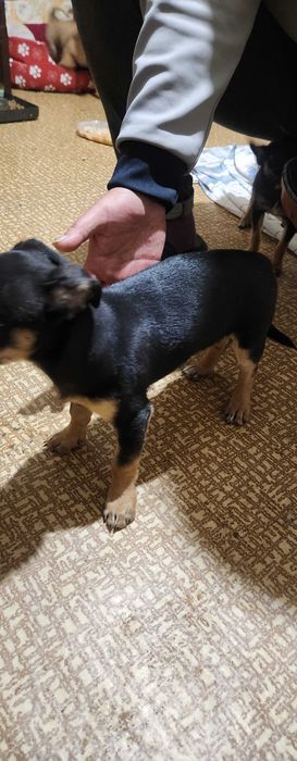 Мини пинчер на 2 месеца