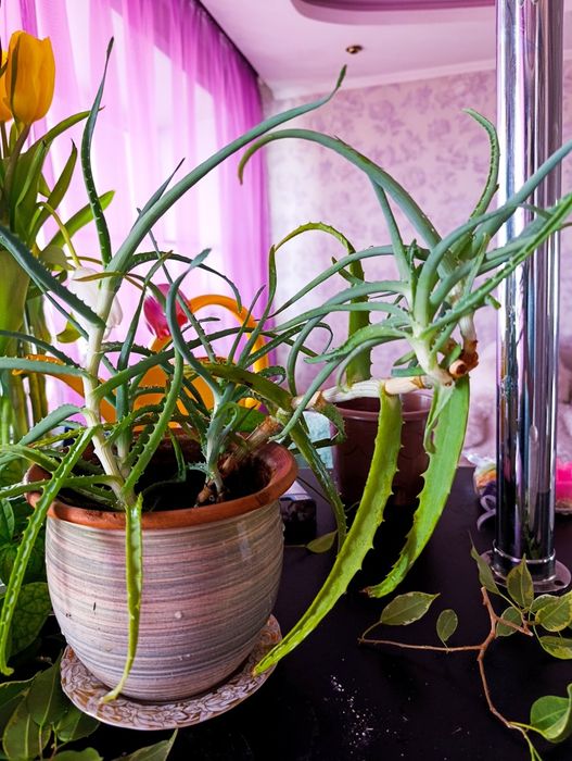 Продам комнатные цветы