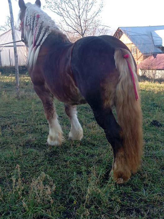 Vând mânz de 3 ani