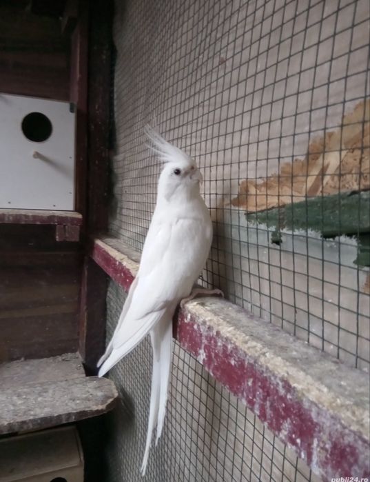 Papagali Nimfe de vanzare