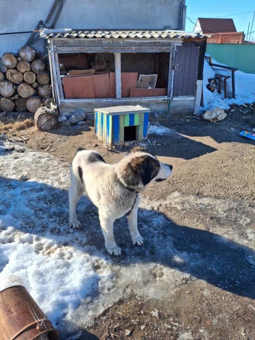 Отдам даром сабаку