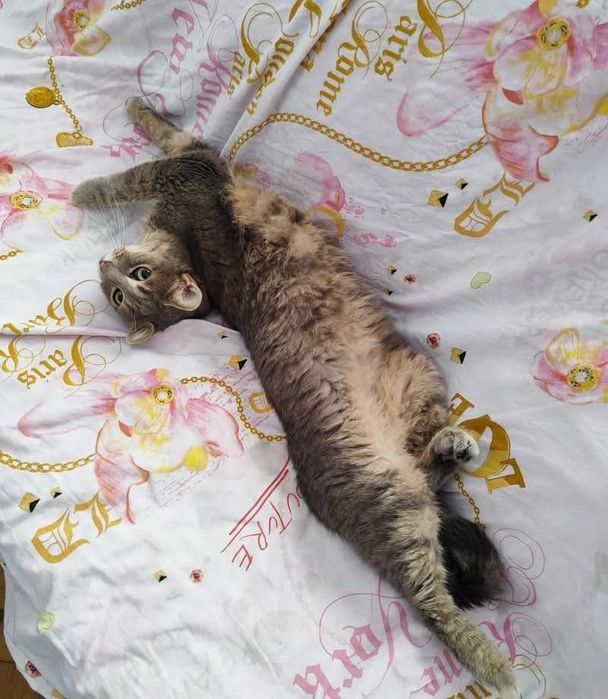 Зеленооко сиво мъжко коте (2 г) търси дом