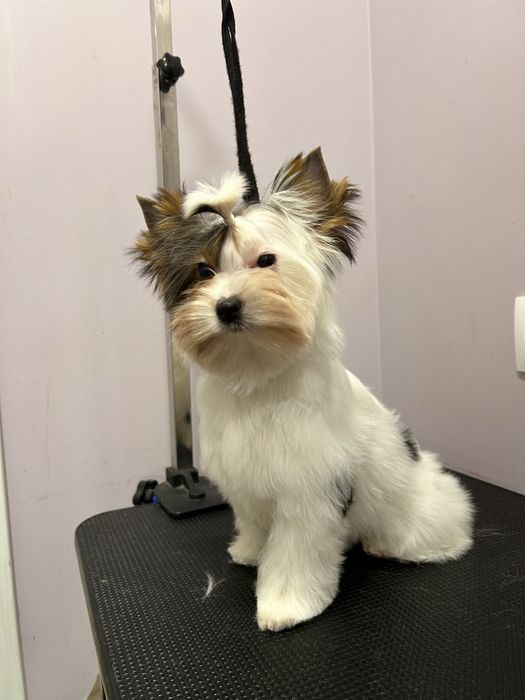 Бивър териер /Biewer terrier