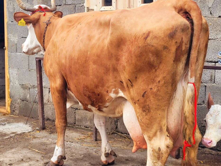 Vaca baltata cu vitica