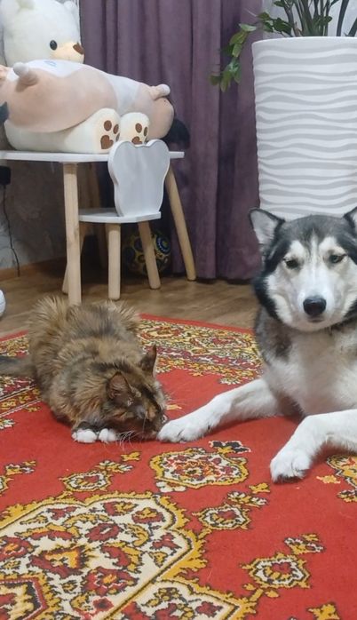 Продам Маин-Куна.