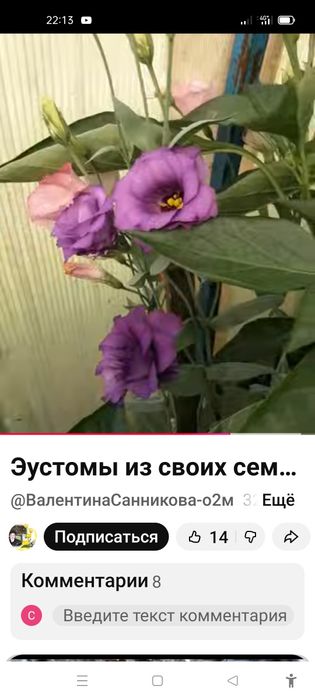 Эустома рассада распродажа 250 т
