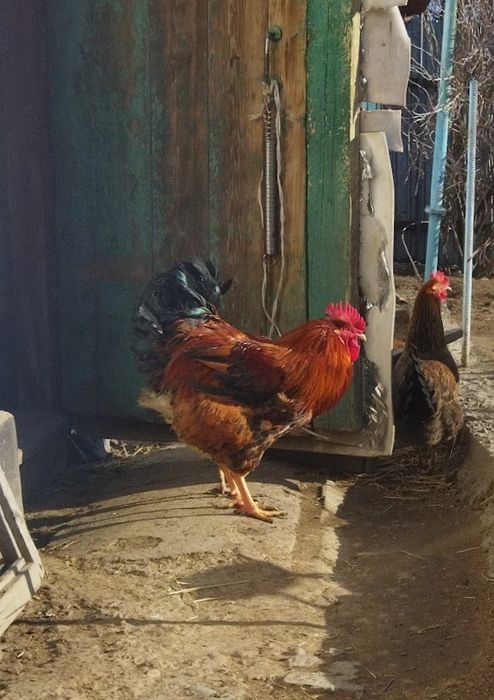 Кучинская юбилейная петушки