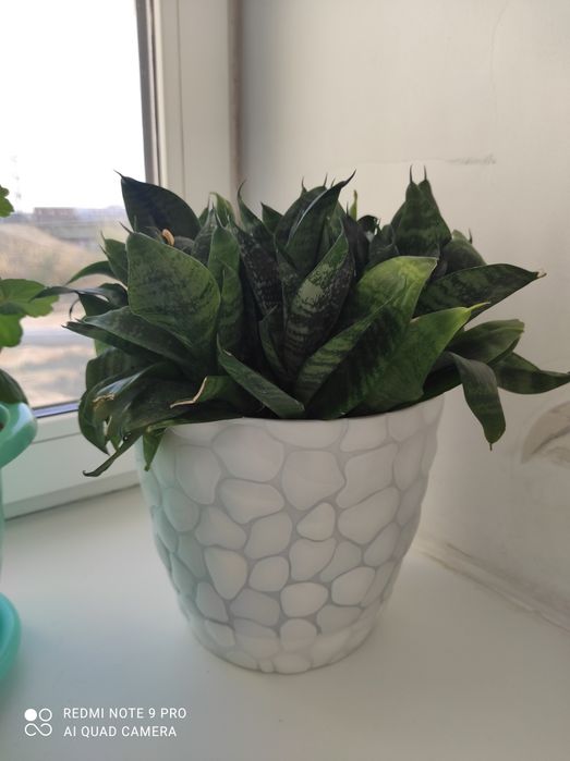 Комнатные цветочки