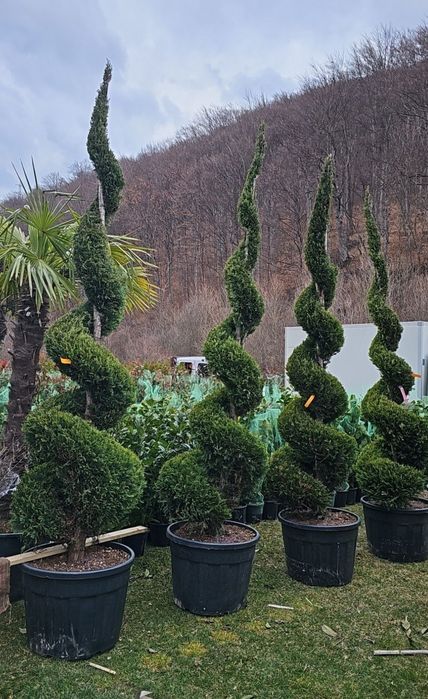 Vând plante ornamentale de diferite specii