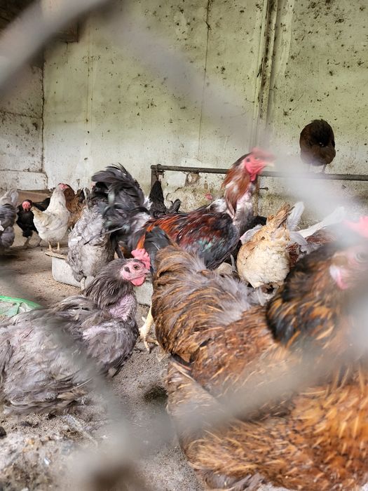 Продам 40 кур — несут 20 яиц в день!