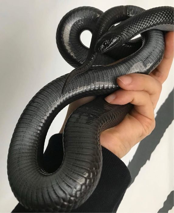Королевские змеи нигриты