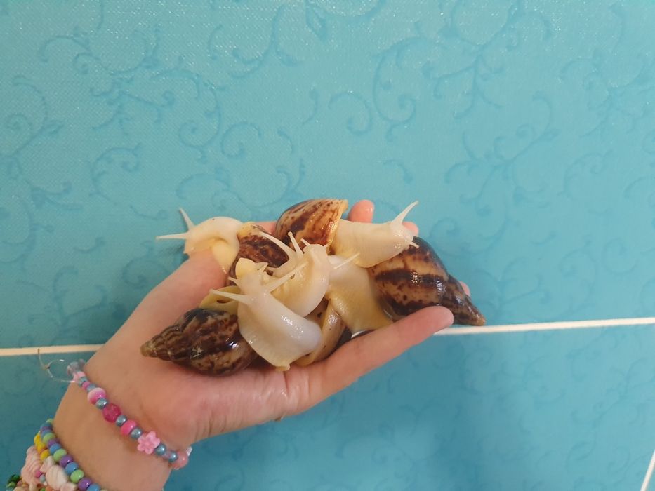 Улитки ахатина ретикулята альбино