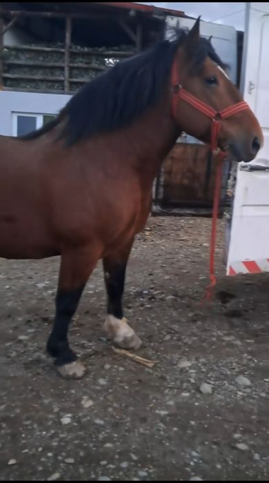 De vânzare armăsar are 3 ani