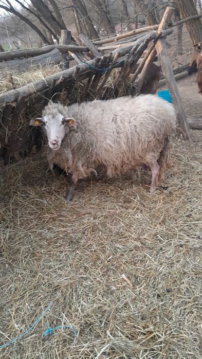 Vand oi si țap alpin