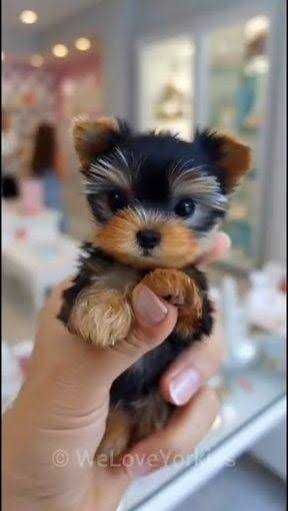 Yorkie Mini Toy de vânzare – superb, gata de noua familie/livrare