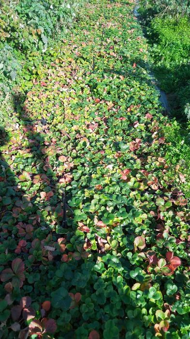 Ягоди, малкия ни ,капини