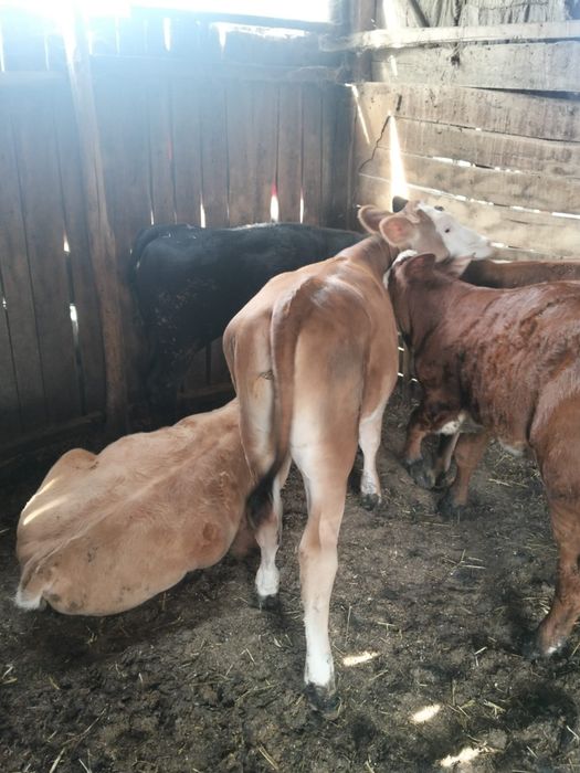 Viței de vânzare