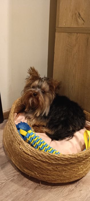 Мини Йоркширски териер момче