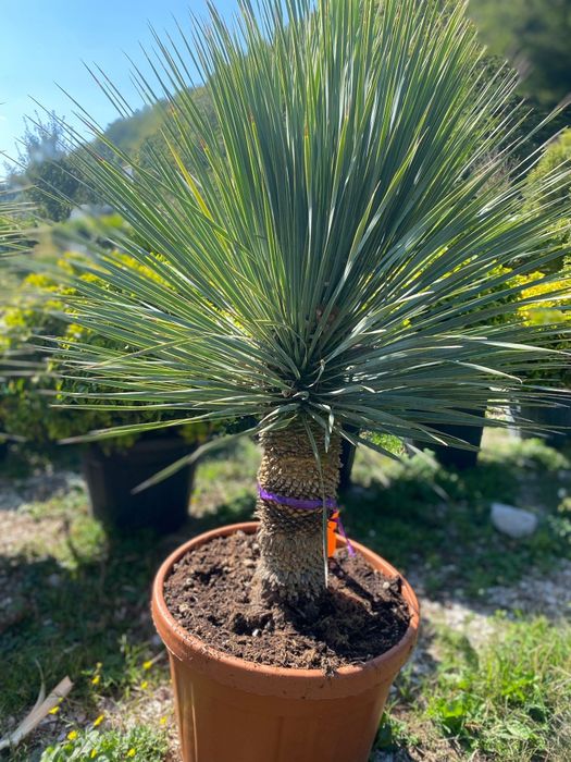 iuca rostrata la ghiveci