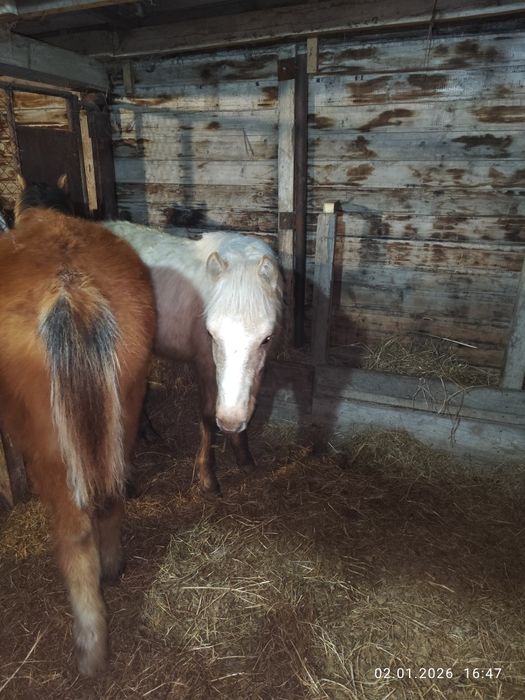 Продам жабағы девочка