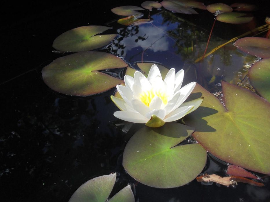 Нимфеи для вашего пруда.