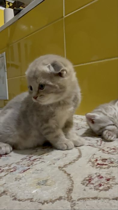 котята  шотланцы