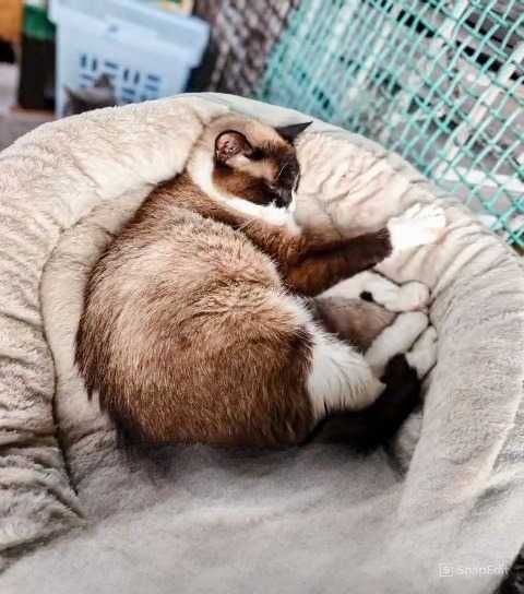 Кошки, коты  в ответственные руки