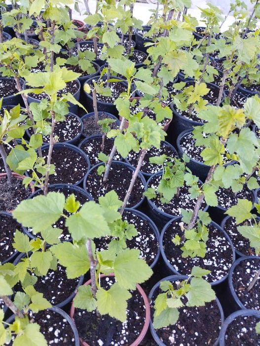 Фиданки медоносна липа и акация с наситен аромат