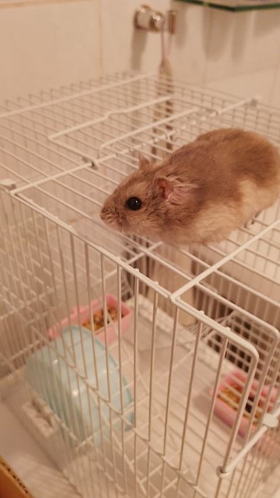 Хомяки Джунгарские