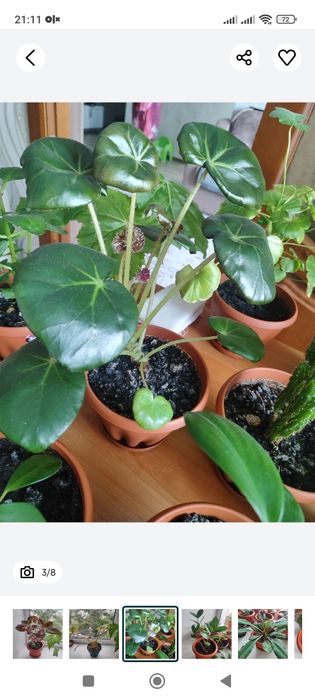 Комнатные цветы  , растения