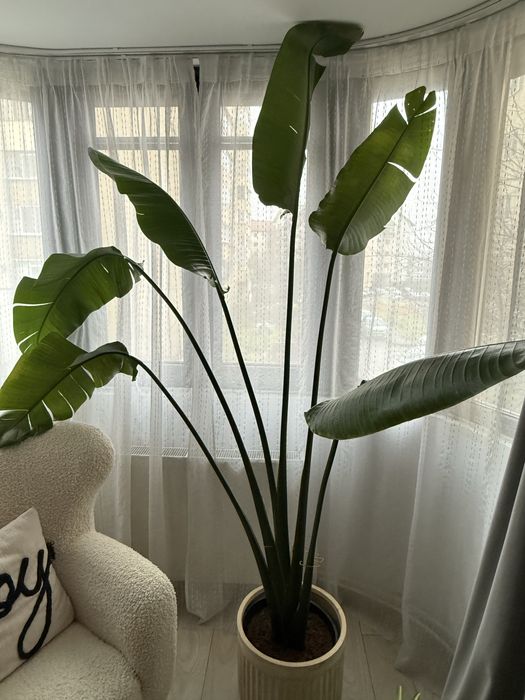 Planta Strelitzia Nicolai