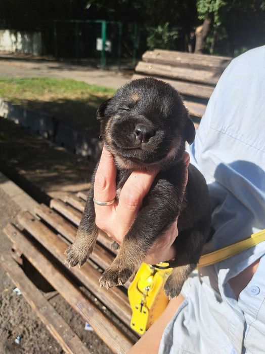 Найдены щенята! Ищем им новых хозяев!