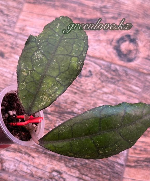 Коллекционные хойи разных сортов